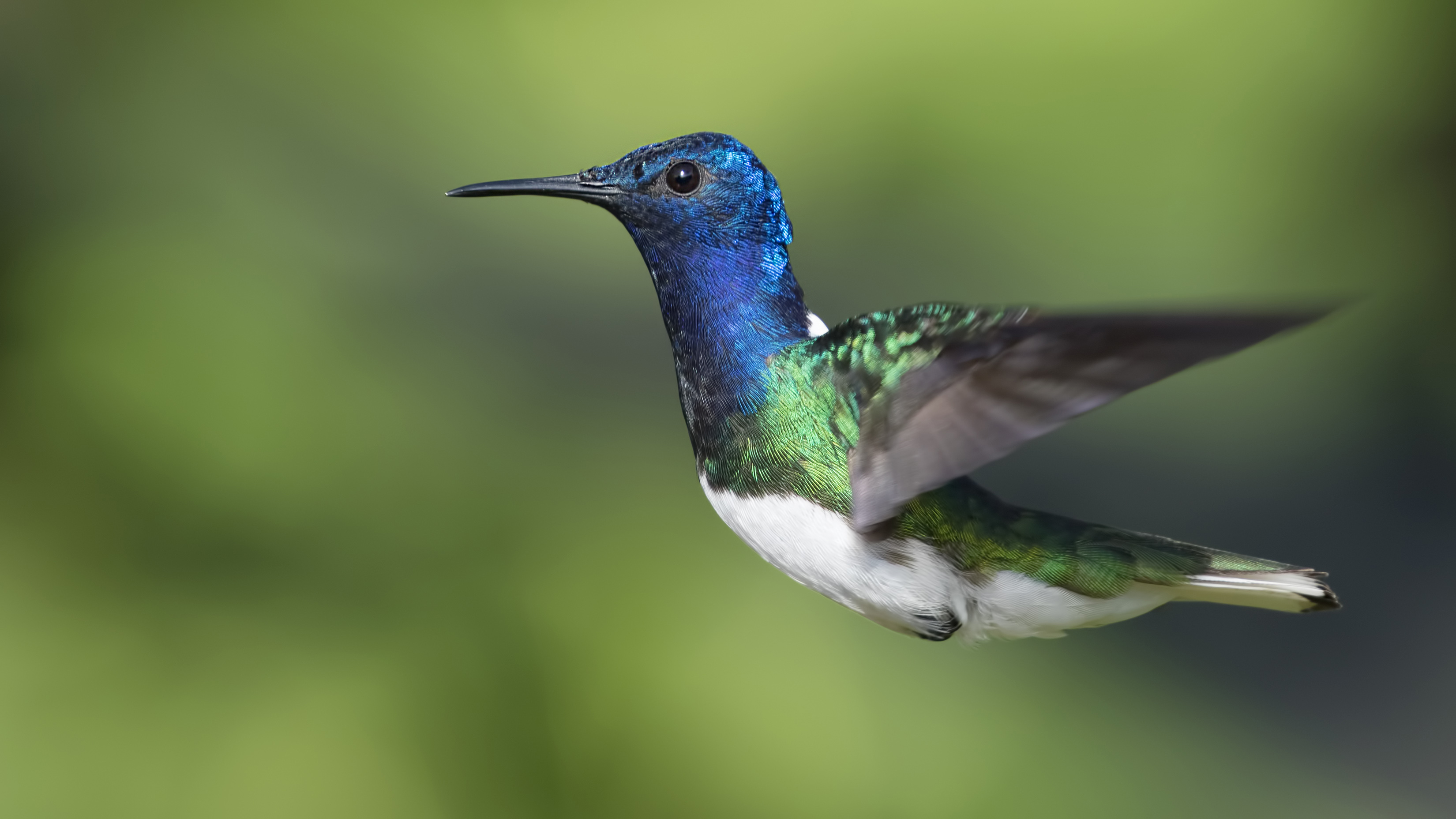 White-necked Jacobin